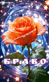 an orange rose is surrounded by stars and the word pravo is on the bottom
