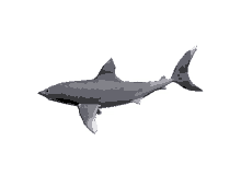 shark 3d animation swim shark swim