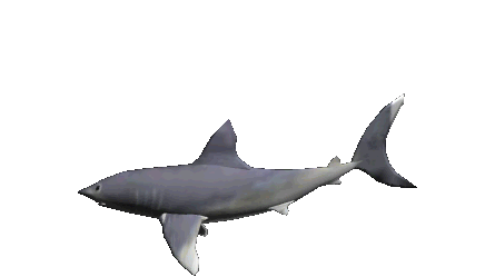 Shark 3d Sticker - Shark 3d Animation Stickers