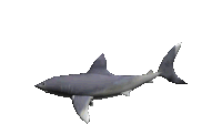 Shark 3d Sticker