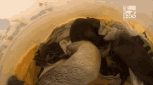 a bunch of animals in a bucket with a zoo logo in the corner
