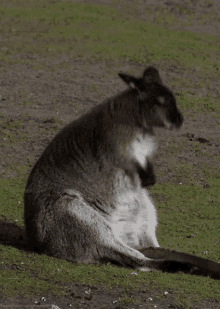 Bouncing Kangaroo Vibing Roo GIF - Bouncing Kangaroo Vibing Roo GIFs