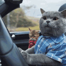 Ondrejbrousil Cat Driving GIF - Ondrejbrousil Cat Driving Cat GIFs