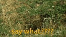 Say What Weasel GIF - Say What Weasel GIFs