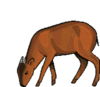 Antelope Duiker Sticker