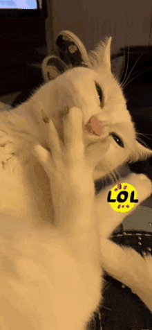 Lol Cat Sheldon Lol GIF - Lol Cat Sheldon Lol Laughingkitty GIFs