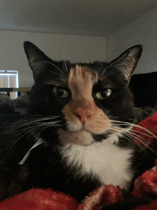 Cat GIF - Cat GIFs