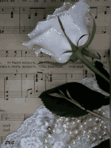 music whit rose