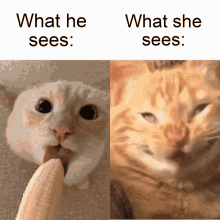 What He Sees GIF - What He Sees GIFs