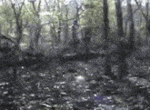 a blurry picture of a forest with trees and leaves on the ground