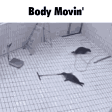 Seals Body Movin GIF - Seals Seal Body Movin GIFs