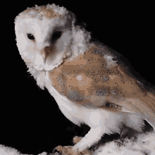 look up robert e fuller barn owl its snowing look at the snow