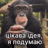 a chimpanzee holding a piece of wood with a caption in a foreign language .