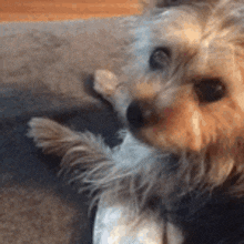 a small brown and white dog is laying on a couch .