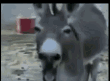 Donkey Shouts GIF