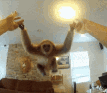 Monkey Hug GIF