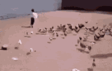Chickens GIF