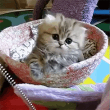 Kitten Kawaii GIF - Kitten Kawaii Meow GIFs