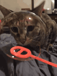Cat Bubbles GIF - Cat Bubbles Pop GIFs
