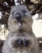 a close up of a squirrel with its tongue out and a tree in the background .