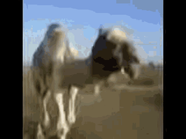 Arabfunny Camel GIF - Arabfunny Camel Funny - Discover & Share GIFs