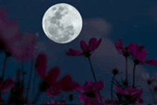 a full moon is shining over a field of pink flowers