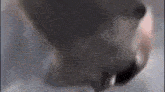 a close up of a person 's face with a gray background
