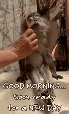 Good Morning New Day GIF - Good Morning New Day Monkey GIFs