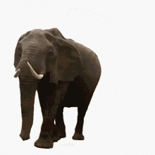 Atra Bilis Funny Animals GIF - Atra Bilis Funny Animals Elephant GIFs