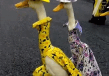 funny animals happy easter easter dresses dressed up ducks in dresses