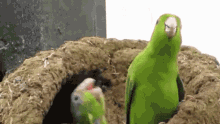 Bird Parrots GIF