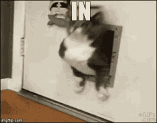Cat Cat Door GIF - Cat Cat Door Stuck GIFs