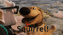 Squirrel Dog GIF - Squirrel Dog Dog Distracted GIFs