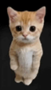 a small orange and white kitten is standing on its hind legs .