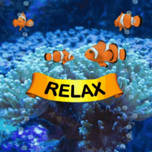 Clownfish Relax GIF - Clownfish Relax Dont Do It GIFs