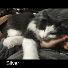 a gray and white cat is laying on a person 's lap with the name silver written below it