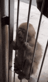 Monkey Monkey In Jail GIF - Monkey Monkey In Jail Funny GIFs