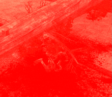 a red background with a skeleton and a tree in the foreground