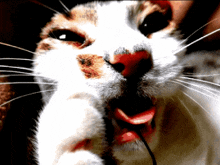 Cats Chat Blanc GIF - Cats Chat Blanc Kaspersky Liner GIFs