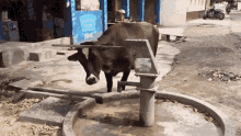 cow drinking thirsty drink cow drinking