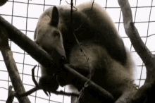 a large animal is hanging from a tree branch behind a fence .