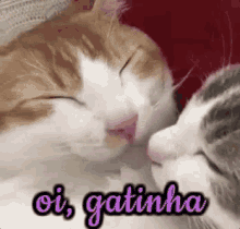 kisses cat kitten hi babe romantic