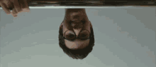a man wearing glasses is upside down and looking down