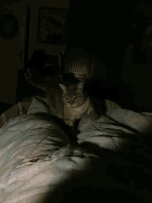 Mia Stalking GIF - Mia Stalking Cat GIFs