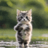 Cat Dance Dance Cat GIF