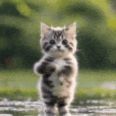 GIF
