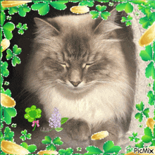 a picture of a cat with the name lilac written on it