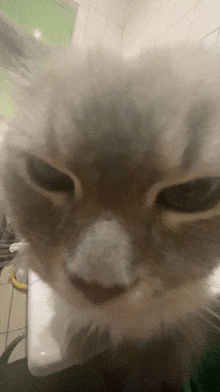 a close up of a cat 's face with white foam on its nose