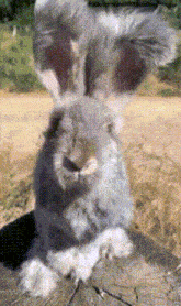 Angora Rabbit Fluffy GIF - Angora Rabbit Rabbit Fluffy GIFs