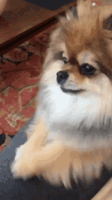 Whatever Dog GIF - Whatever Dog Looking GIFs